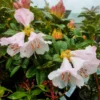 Cilpinense Rhododendron Plant - White-Pink Flower Plant - 1 Gallon Pot - Garden Shrub