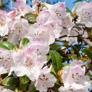 Cilpinense Rhododendron Plant - White-Pink Flower Plant - 1 Gallon Pot - Garden Shrub