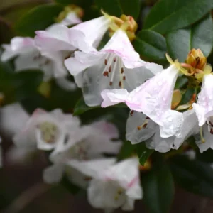 Cilpinense Rhododendron Plant - White-Pink Flower Plant - 1 Gallon Pot - Garden Shrub