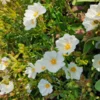 Cistus Chelsea Bonnet Rockrose Plant - Gallon Pot - White Flowers - Evergreen Shrub
