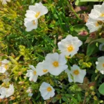 Cistus Chelsea Bonnet Rockrose Plant - Gallon Pot - White Flowers - Evergreen Shrub