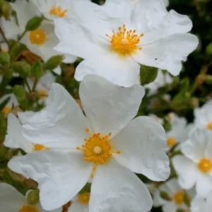 Cistus Chelsea Bonnet Rockrose Plant - Gallon Pot - White Flowers - Evergreen Shrub