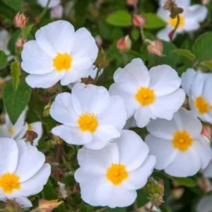 Cistus Chelsea Bonnet Rockrose Plant - Gallon Pot - White Flowers - Evergreen Shrub