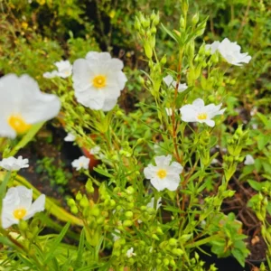 Cistus Chelsea Bonnet Rockrose Plant - Gallon Pot - White Flowers - Evergreen Shrub