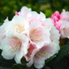 Clear-Pink Rhododendron Plant - Gallon Pot Size - Flowering Shrub