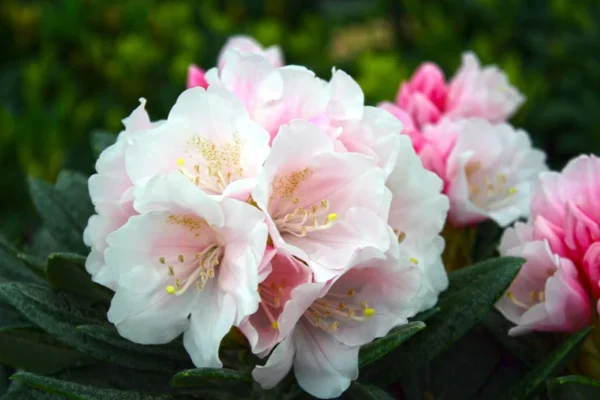 Clear-Pink Rhododendron Plant - Gallon Pot Size - Flowering Shrub