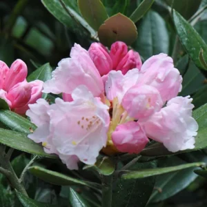Clear-Pink Rhododendron Plant - Gallon Pot Size - Flowering Shrub