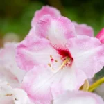 Cotton Candy Rhododendron Plant - Light Pink Rhododendron Flowers - 1 Gallon Pot