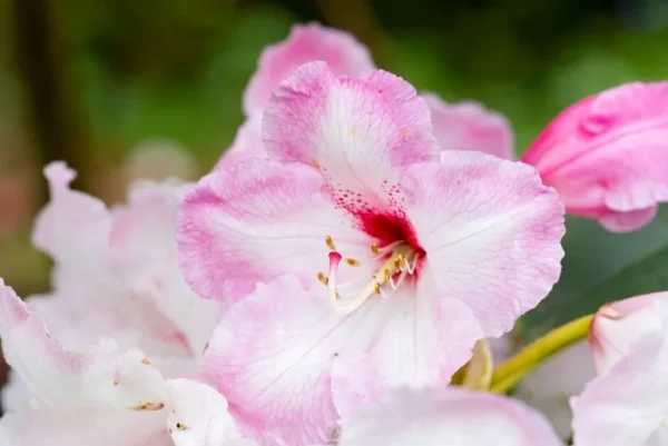 Cotton Candy Rhododendron Plant - Light Pink Rhododendron Flowers - 1 Gallon Pot