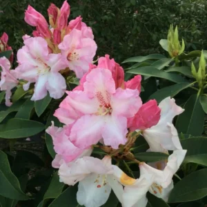 Cotton Candy Rhododendron Plant - Light Pink Rhododendron Flowers - 1 Gallon Pot
