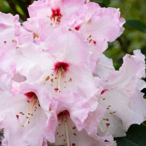 Cotton Candy Rhododendron Plant - Light Pink Rhododendron Flowers - 1 Gallon Pot