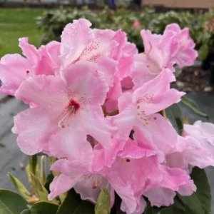 Cotton Candy Rhododendron Plant - Light Pink Rhododendron Flowers - 1 Gallon Pot