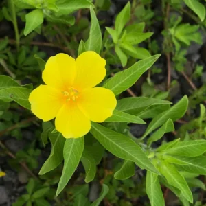 Creeping Primrose - 4 Marginal Bog Pond Plants - Yellow Bloom