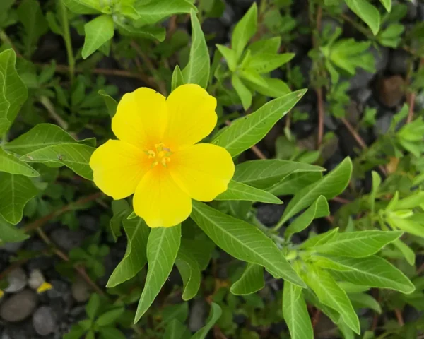 Creeping Primrose - 4 Marginal Bog Pond Plants - Yellow Bloom