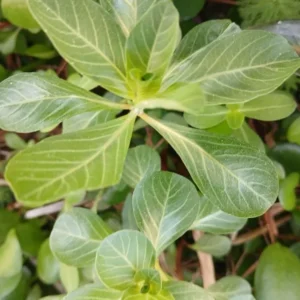 Creeping Primrose - 4 Marginal Bog Pond Plants - Yellow Bloom
