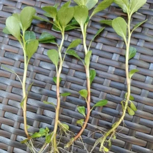 Creeping Primrose - 4 Marginal Bog Pond Plants - Yellow Bloom