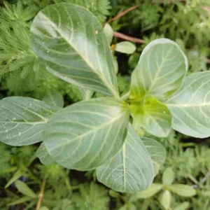 Creeping Primrose - 4 Marginal Bog Pond Plants - Yellow Bloom