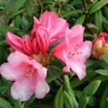 Cupcake Rhododendron Plant - Peach Pink Flowers, Gallon Pot, 1-3 Year Old - Showy Blooms