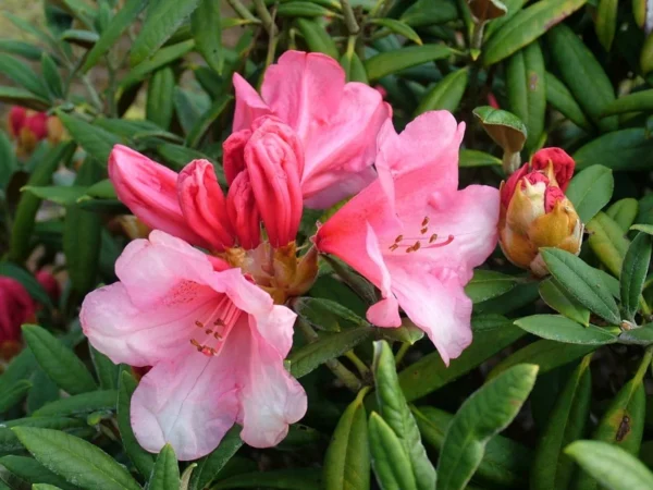 Cupcake Rhododendron Plant - Peach Pink Flowers, Gallon Pot, 1-3 Year Old - Showy Blooms