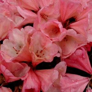 Cupcake Rhododendron Plant - Peach Pink Flowers, Gallon Pot, 1-3 Year Old - Showy Blooms