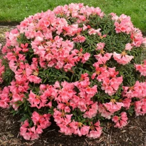 Cupcake Rhododendron Plant - Peach Pink Flowers, Gallon Pot, 1-3 Year Old - Showy Blooms