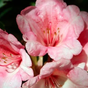Cupcake Rhododendron Plant - Peach Pink Flowers, Gallon Pot, 1-3 Year Old - Showy Blooms