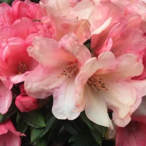 Cupcake Rhododendron Plant - Peach Pink Flowers, Gallon Pot, 1-3 Year Old - Showy Blooms