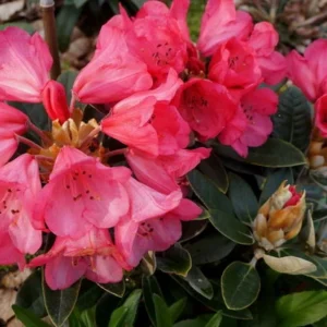 Cupcake Rhododendron Plant - Peach Pink Flowers, Gallon Pot, 1-3 Year Old - Showy Blooms