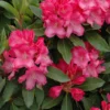 Denali Rhododendron Plant - Rich Pink Flowers, 1 Gallon Pot, Rhododendrons & Azaleas