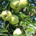 Dwarf Bartlett Pear Tree Bare Root Live Plant - 2 Year Old Fruit Tree 3-4 Feet Tall