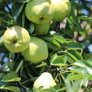 Dwarf Bartlett Pear Tree Bare Root Live Plant - 2 Year Old Fruit Tree 3-4 Feet Tall