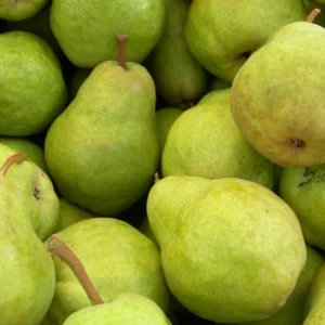 Dwarf Bartlett Pear Tree Bare Root Live Plant - 2 Year Old Fruit Tree 3-4 Feet Tall