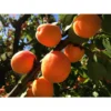 Dwarf Blenheim Apricot Tree Bare Root - 2 Year Old Fruit Tree Plant 3-4 Feet