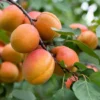 Dwarf Moorpark Apricot Tree - Bare Root Fruit Tree 3-4 ft Sweet Fruit