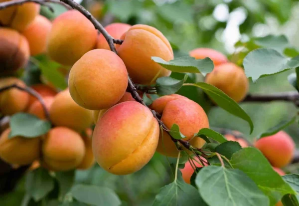 Dwarf Moorpark Apricot Tree - Bare Root Fruit Tree 3-4 ft Sweet Fruit
