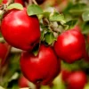 Dwarf Red Delicious Apple Tree Bare Root 2 Year Old Fruit Tree Plant 3-4 Feet