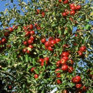 Dwarf Red Delicious Apple Tree Bare Root 2 Year Old Fruit Tree Plant 3-4 Feet