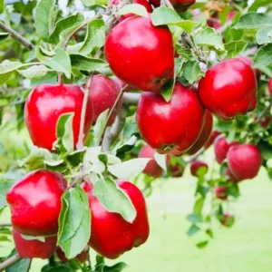 Dwarf Red Delicious Apple Tree Bare Root 2 Year Old Fruit Tree Plant 3-4 Feet