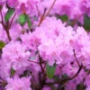 Elsie Lee Rhododendron Plant - Pastel Lavender Flowers - 1 Gallon Azalea