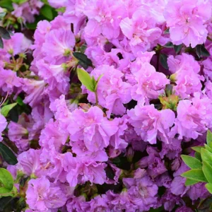 Elsie Lee Rhododendron Plant - Pastel Lavender Flowers - 1 Gallon Azalea
