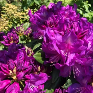 Purple Passion Rhododendron Plant - 1-3 Year Old - Gallon Pot - Purple Flowers