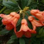 Fabia Tangerine Rhododendron Plant - 1 Gallon - Light Orange Rhododendron Azalea