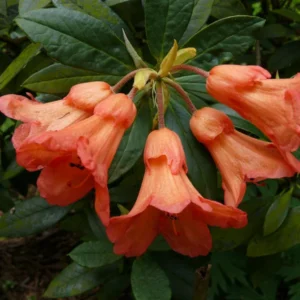 Fabia Tangerine Rhododendron Plant - 1 Gallon - Light Orange Rhododendron Azalea