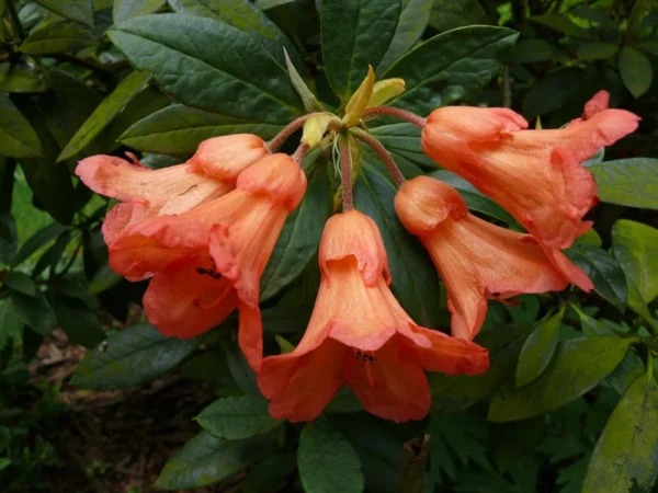 Fabia Tangerine Rhododendron Plant - 1 Gallon - Light Orange Rhododendron Azalea