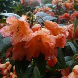 Fabia Tangerine Rhododendron Plant - 1 Gallon - Light Orange Rhododendron Azalea