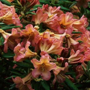 Fabia Tangerine Rhododendron Plant - 1 Gallon - Light Orange Rhododendron Azalea