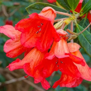 Fabia Tangerine Rhododendron Plant - 1 Gallon - Light Orange Rhododendron Azalea