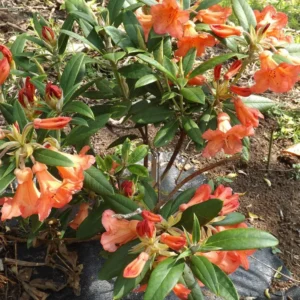Fabia Tangerine Rhododendron Plant - 1 Gallon - Light Orange Rhododendron Azalea