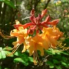 Florida Flame Azalea Rhododendron Plant - Yellow Flowers - Gallon Pot - R. Austrinum