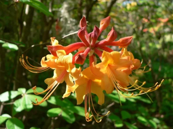 Florida Flame Azalea Rhododendron Plant - Yellow Flowers - Gallon Pot - R. Austrinum